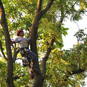 Tree Trimming residential landscaping