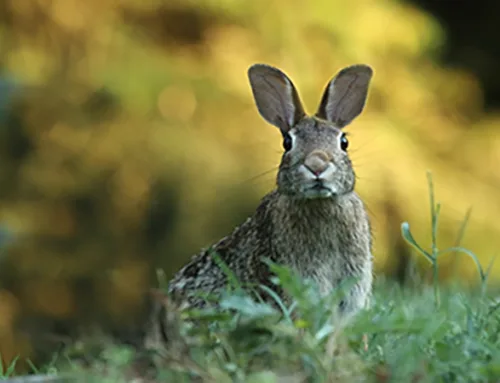 How to Keep Animals Out of the Garden